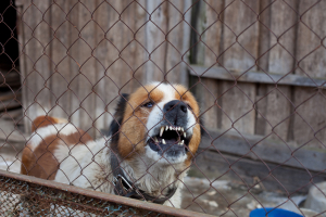 Common causes of a dog attack in Burbank